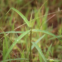 Crotalaria calycina Schrank